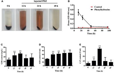 The Oxidative Injury of Extracellular Hemoglobin Is Associated With <mark class="highlighted">Reactive Oxygen Species Generation</mark> of Grass Carp (Ctenopharyngodon idella)